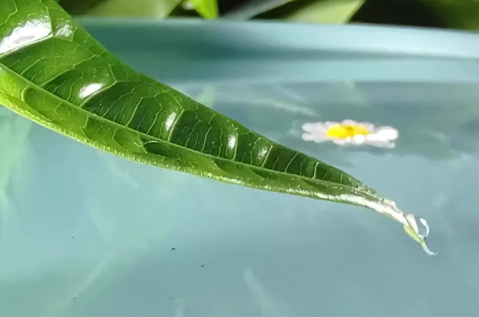 telefon huawei nova 10 camera macro focalizare precisa