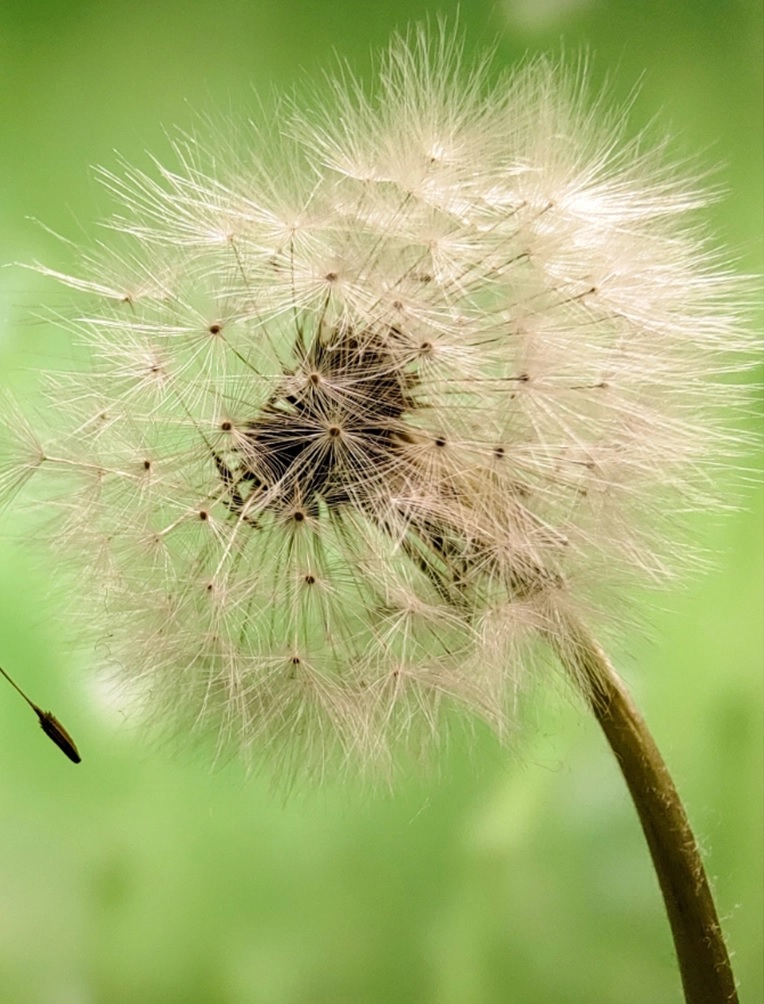 telefon huawei nova 10 camera macro la 2 cm unghi larg